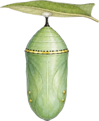 A jade-green monarch chrysalis hanging by a short black stalk from a white silk pad under a leaf, with a band of gold dots near the top.