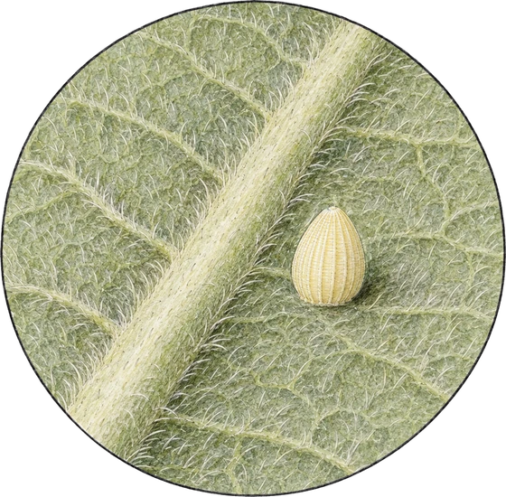 A monarch egg enlarged inside a circle: a pale cream egg with fine ridges from base to tip, glued to a hairy green milkweed leaf beside its midrib.
