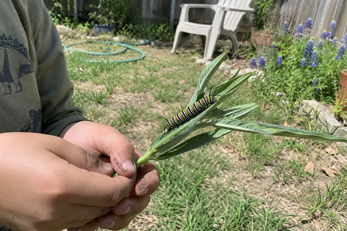 A child's cupped hands holding a sprig of narrow-leaved milkweed with a striped monarch caterpillar on it, in a backyard with bluebonnets and a garden hose.