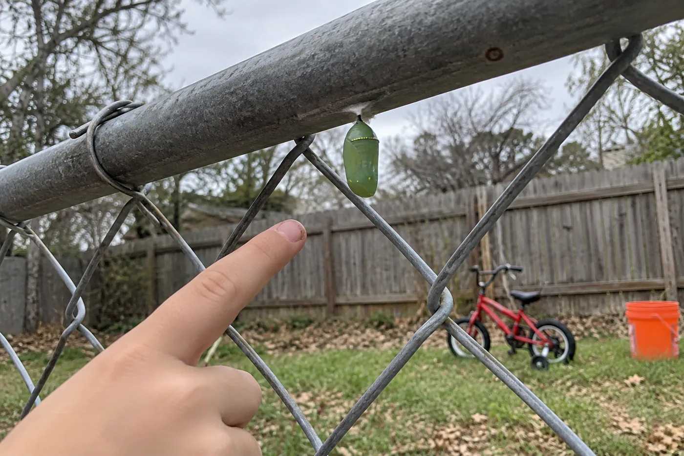 A green monarch chrysalis hanging under the top rail of a chain-link fence on an overcast day, with a child's finger pointing at it from a short distance away.