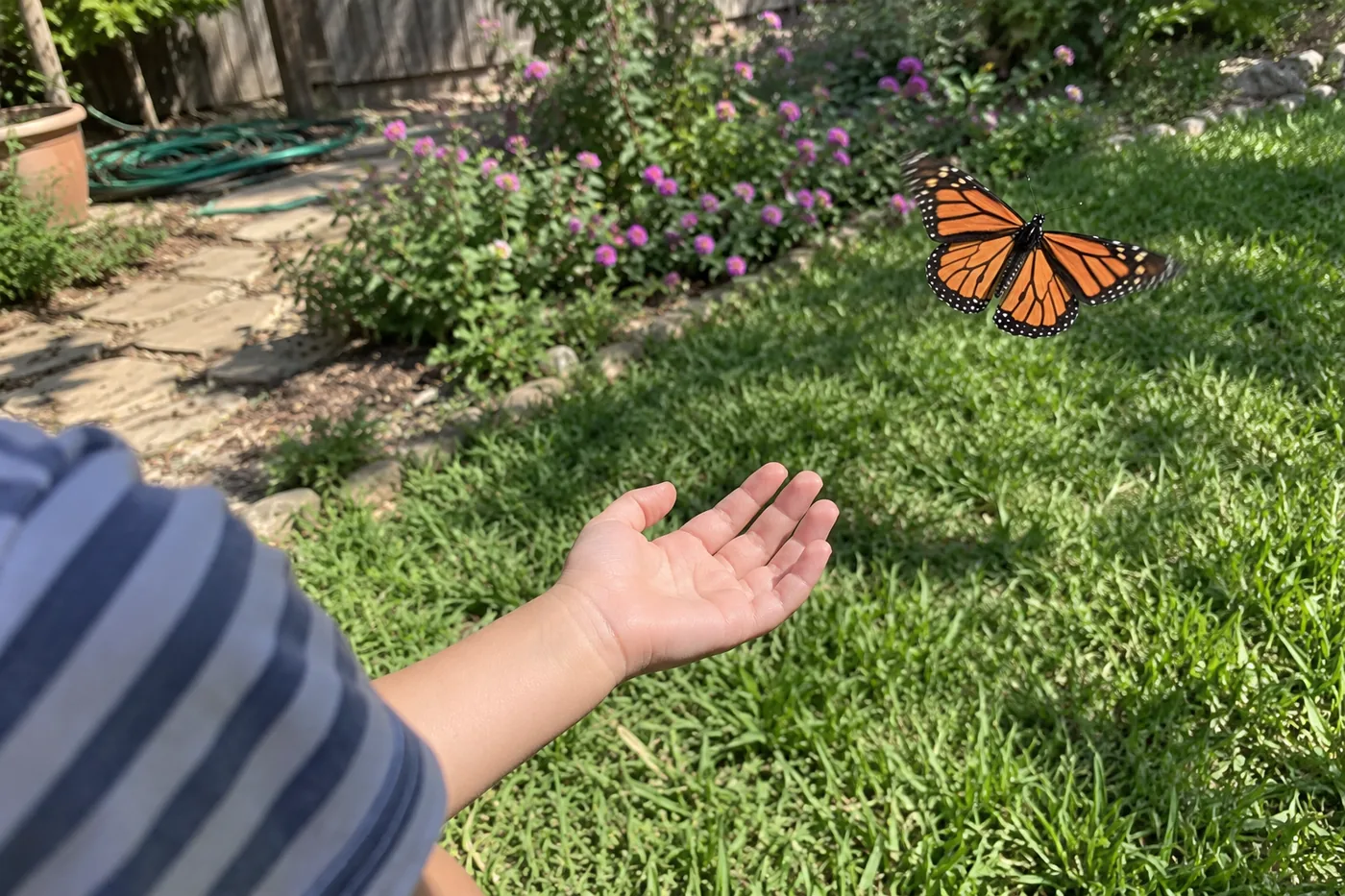 In daylight, a monarch butterfly flies up and away from a child's still, open palm, over a backyard lawn with a flowering shrub, a stone path and a coiled garden hose.