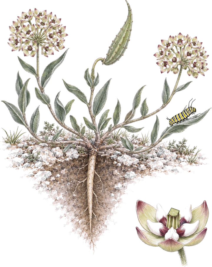 Watercolor plate of antelope horns milkweed: sprawling stems of narrow gray-green leaves from a woody crown and a long taproot in rocky soil, round balls of pale green flowers with purple tips, a curved bumpy seed pod, a caterpillar on a leaf, and a close-up of one flower with its petals cupped upward.