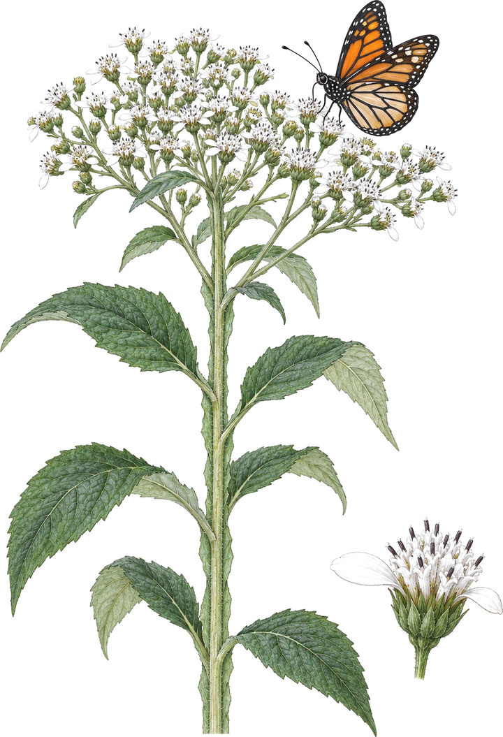 Watercolor plate of frostweed: a tall stem with narrow green wings running down it, broad toothed leaves, a wide flat-topped cluster of small white flowers, a close-up of one flower head, and a monarch feeding.