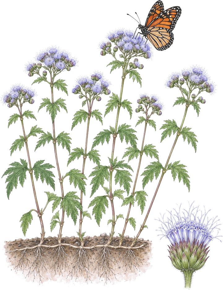 Watercolor plate of Gregg's mistflower: a clump of upright stems joined by spreading roots, deeply cut leaves in pairs, fuzzy lavender-blue flower heads, a close-up of one fuzzy head, and a monarch feeding at the top.