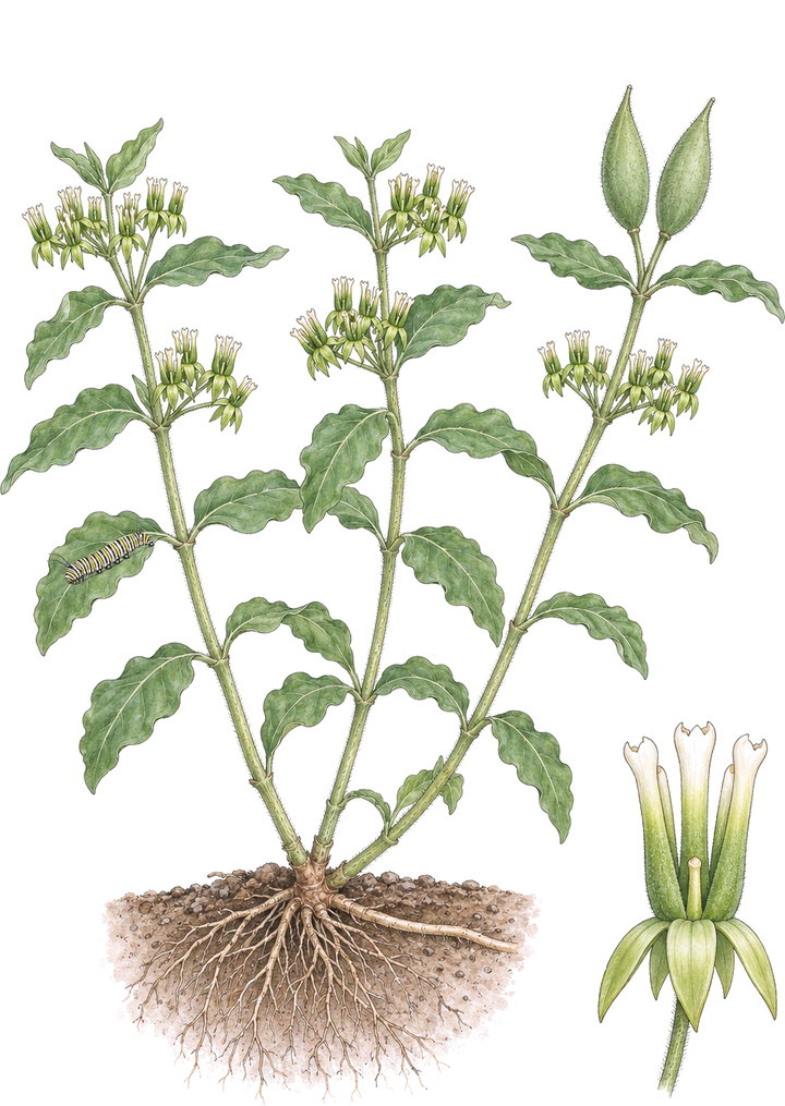 Watercolor plate of zizotes milkweed: leafy stems with wavy-edged leaves in pairs, small clusters of greenish-white flowers, a pair of smooth seed pods at the top, a caterpillar on a leaf, spreading roots, and a close-up of one flower with bent-back petals and five slender upright hoods.